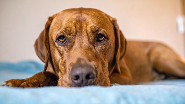 Mirtazapina para perros: dosis, para qué sirve y efectos secundarios - ¿Cuáles son los efectos secundarios de mirtazapina en perros?