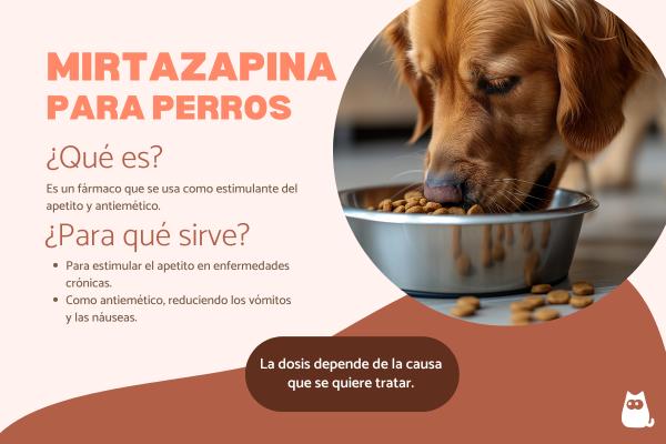 Mirtazapina para perros: dosis, para qué sirve y efectos secundarios