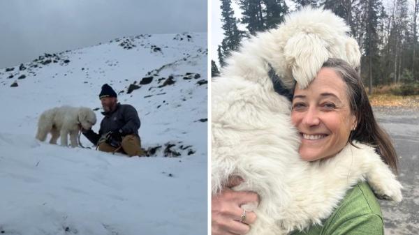 LouLou, la perrita que sobrevivió más de 50 horas sola en la nieve tras una avalancha en Alaska - Cuatro días después de la avalancha, LouLou volvió a los brazos de su tutora
