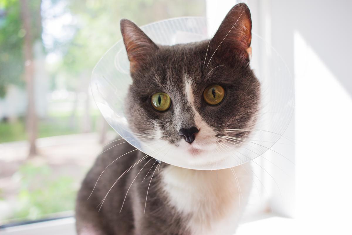 Cuidados de un gato esterilizado