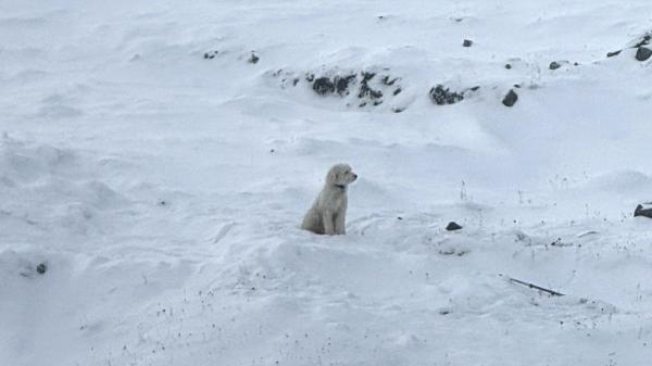 LouLou, la perrita que sobrevivió más de 50 horas sola en la nieve tras una avalancha en Alaska - “Esperó pacientemente”: así encontraron los pilotos a la perrita tras más de 50 horas desaparecida