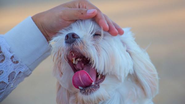 Marta Sarasúa, experta en comportamiento canino, aclara qué significa que tu perro te gruña y te lama a la vez: "Es una señal que muchos humanos no entienden" - Las señales corporales clave que indican que un perro está incómodo (y muchos humanos ignoran)