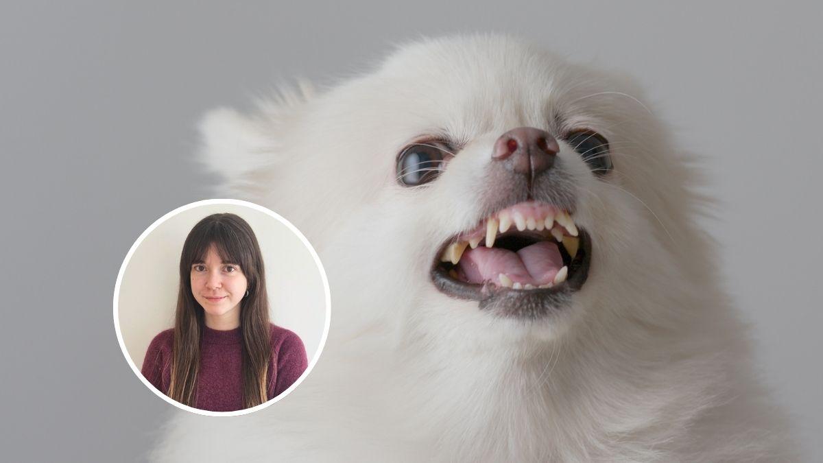 Marta Sarasúa, experta en comportamiento canino, aclara qué significa que tu perro te gruña y te lama a la vez: "Es una señal que muchos humanos no entienden"