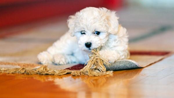 Las 3 razas de perro que se adaptan mejor a la vida en apartamentos pequeños (y errores que debes evitar) - Bichón Frisé: pequeño y muy sociable