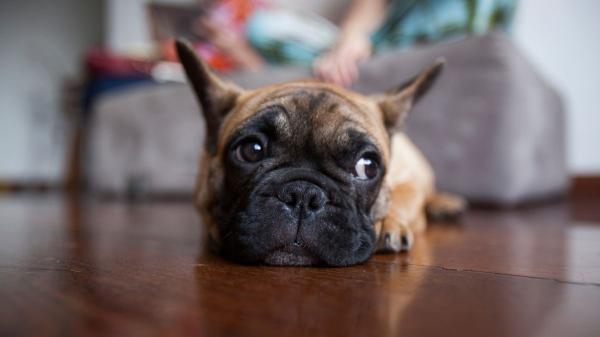 Las 3 razas de perro que se adaptan mejor a la vida en apartamentos pequeños (y errores que debes evitar) - Bulldog Francés: el perro urbano que adora el sofá
