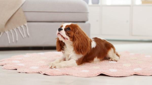 Las 3 razas de perro que se adaptan mejor a la vida en apartamentos pequeños (y errores que debes evitar) - Cavalier King Charles Spaniel: el compañero por excelencia  
