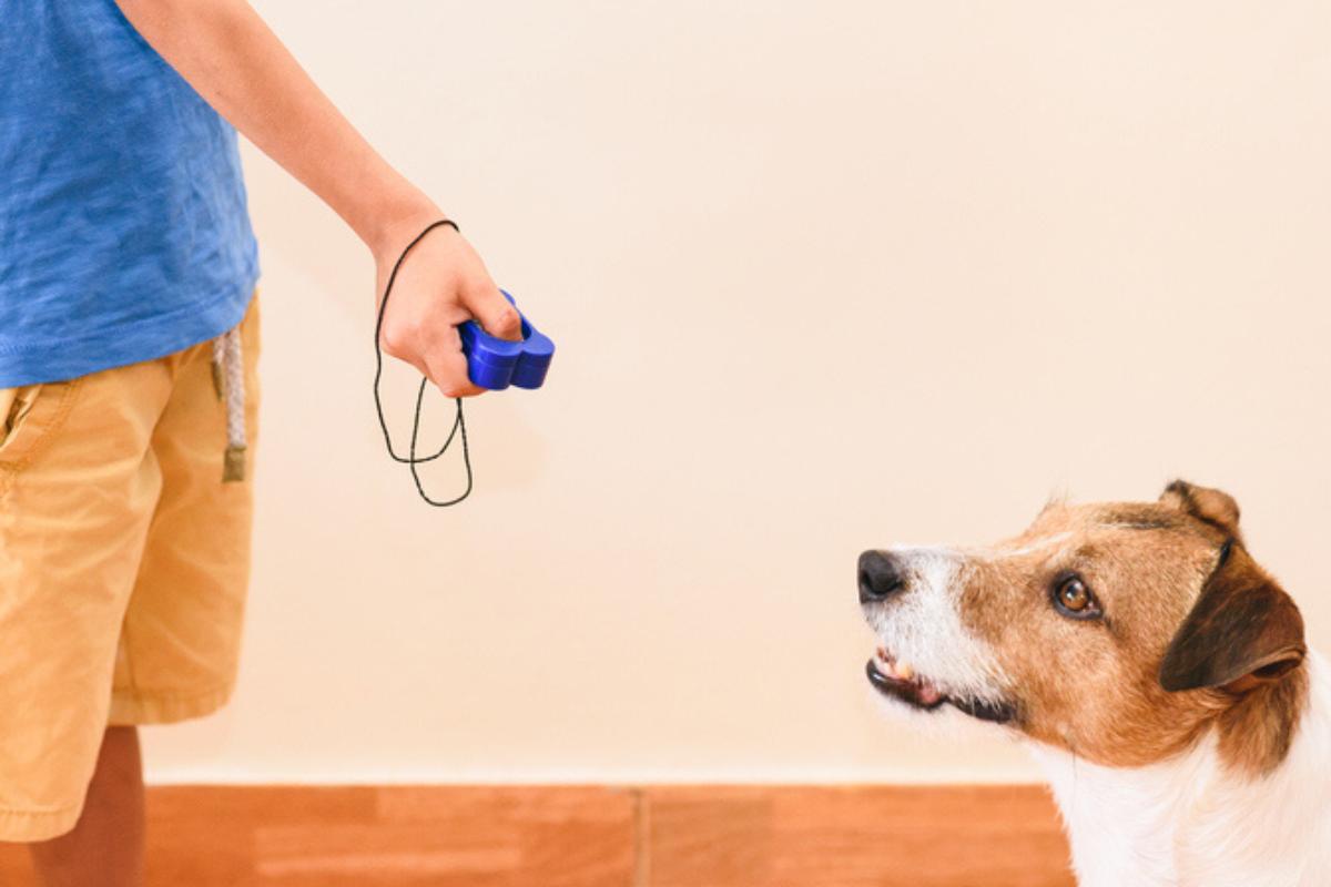 ¿Cómo adiestrar a un perro?