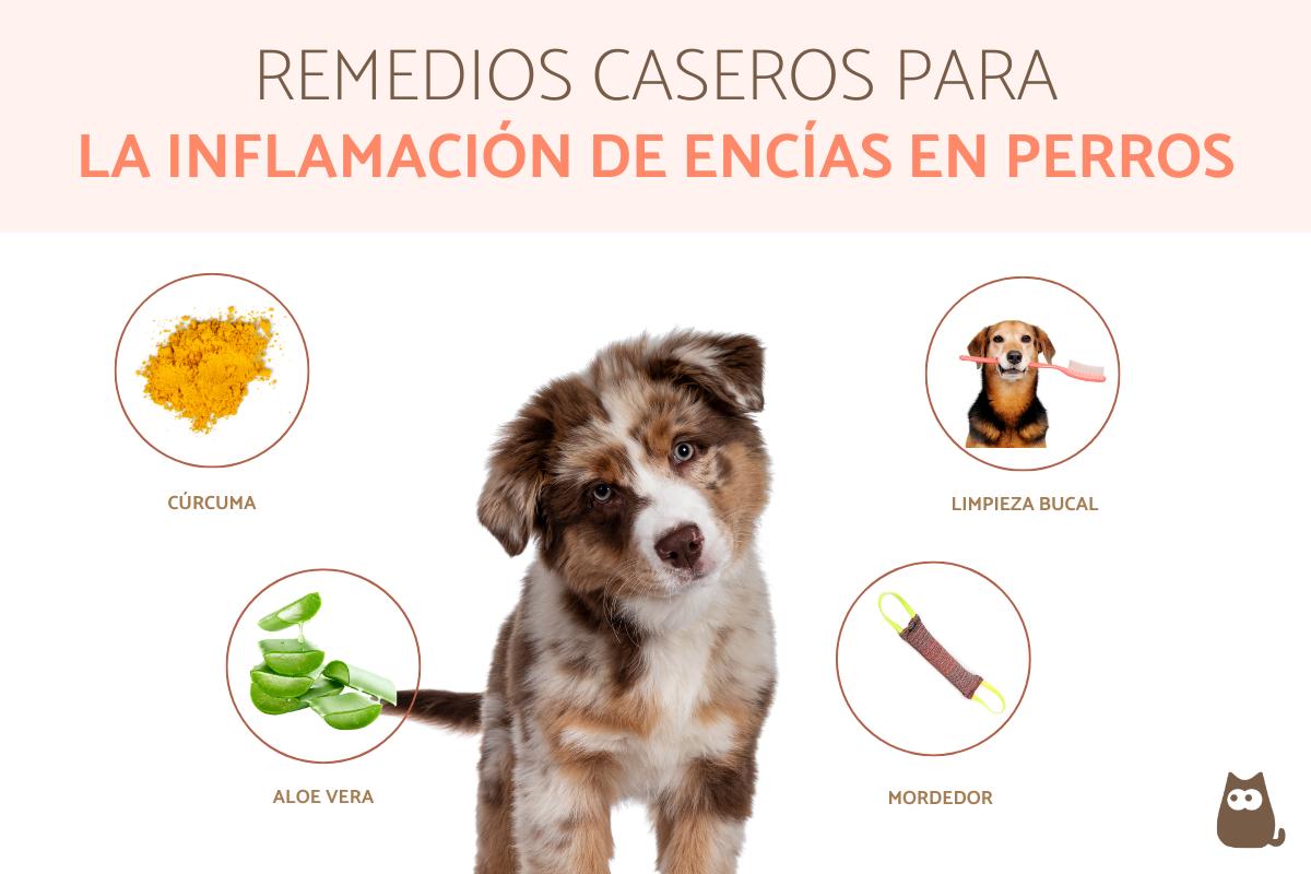 qué hace que un perro se hinche