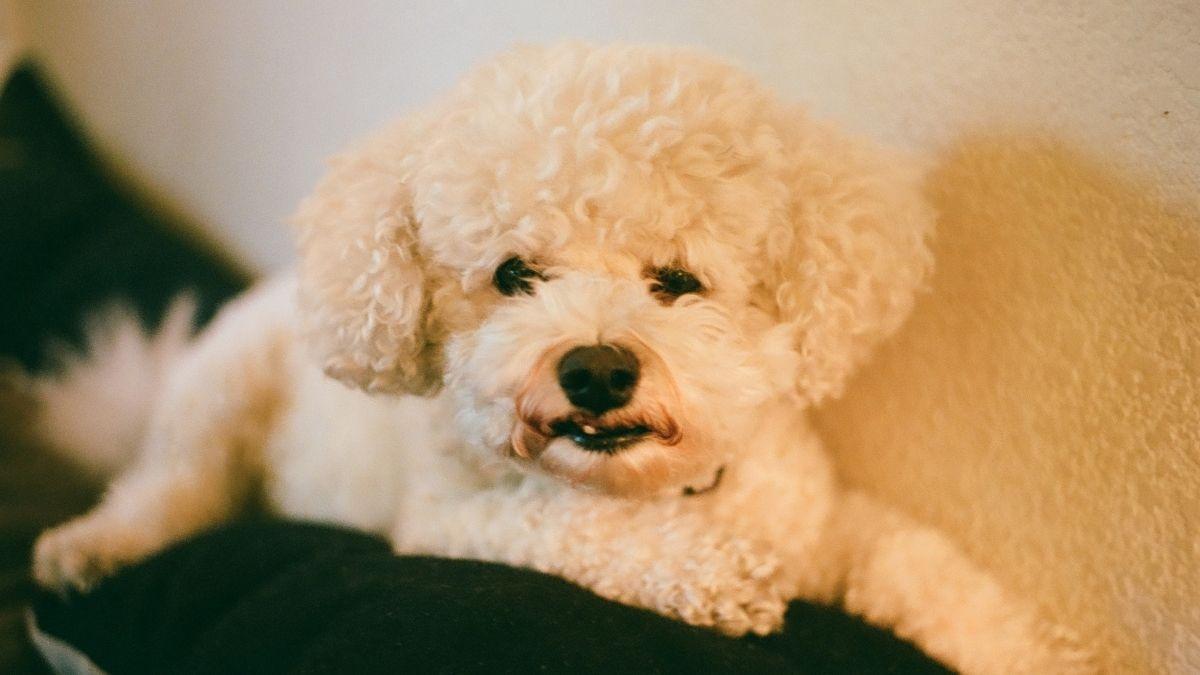 Las 3 razas de perro que se adaptan mejor a la vida en apartamentos pequeños (y errores que debes evitar)