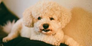 Las 3 razas de perro que se adaptan mejor a la vida en apartamentos pequeños (y errores que debes evitar)