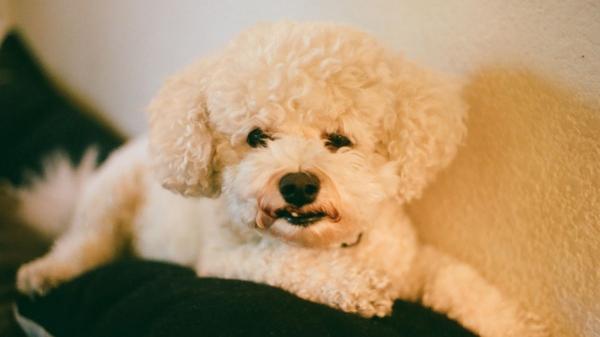 Las 3 razas de perro que se adaptan mejor a la vida en apartamentos pequeños (y errores que debes evitar)