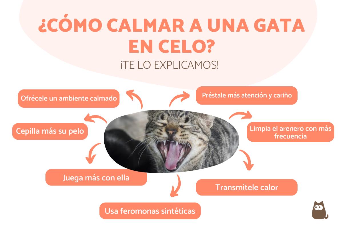 ¿Cómo calmar a una gata en celo?