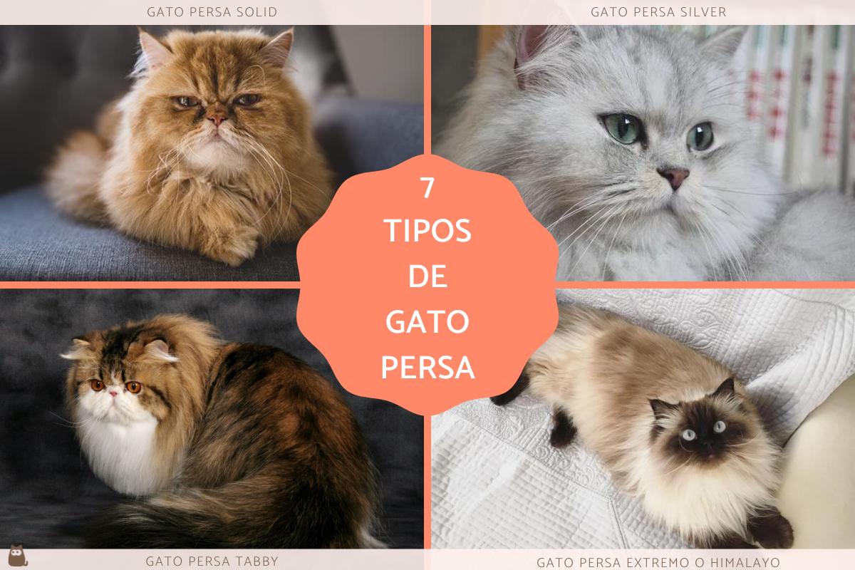 Tipos de gatos persa