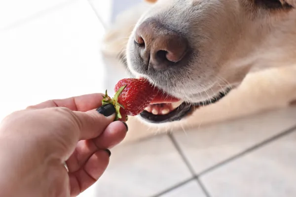 las fresas secas son malas para los perros