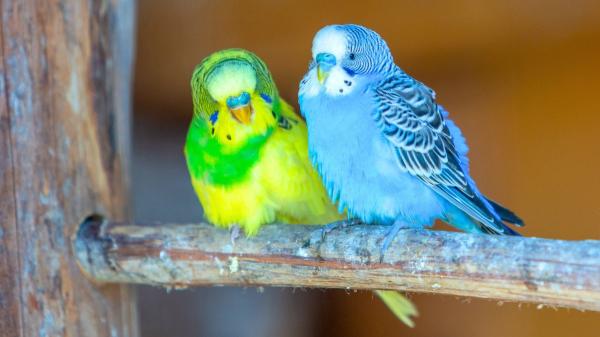 Suiza lo tiene claro: los animales sociales, como los periquitos, no pueden vivir solos y obliga a tenerlos en pareja o grupo - La compañía no es opcional: una necesidad biológica