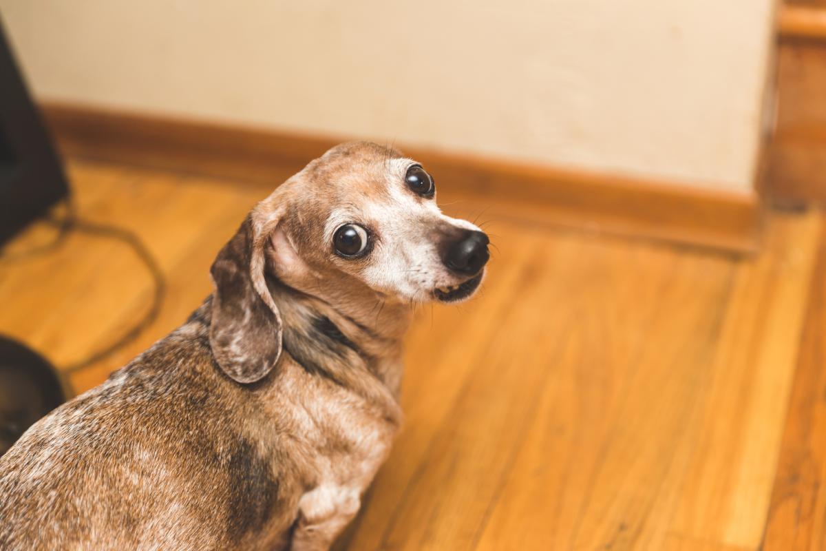 Mi perro anciano no duerme de noche - Causas