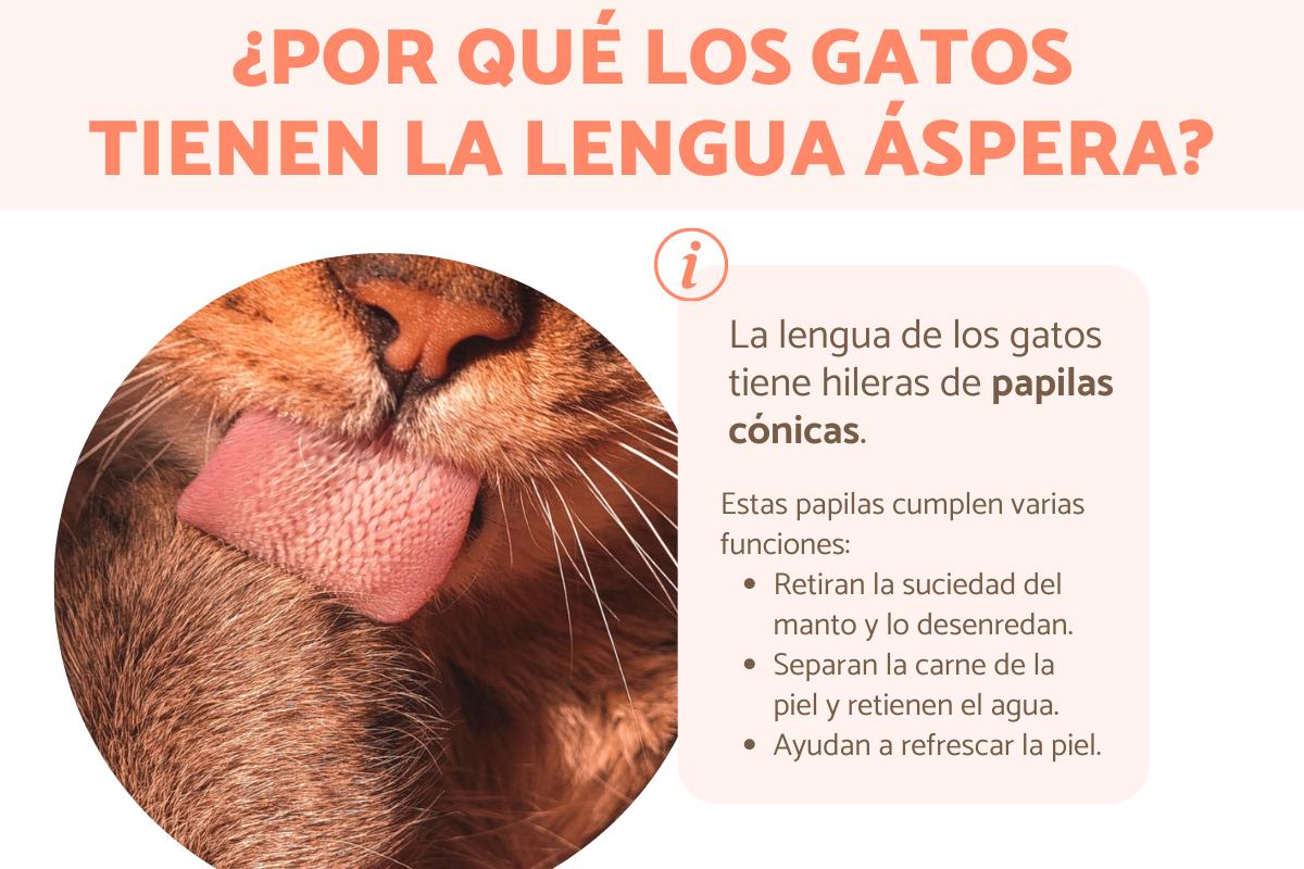 ¿Por qué los gatos tienen la lengua áspera?