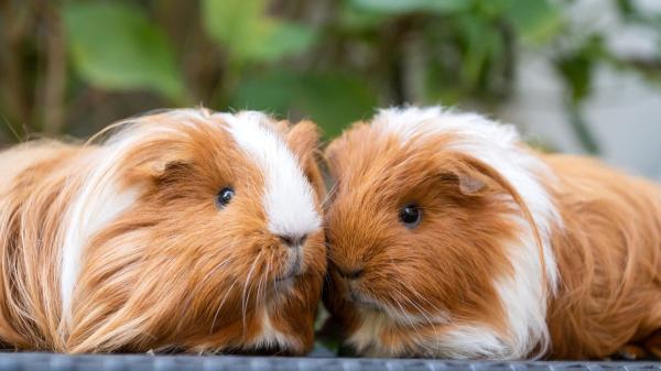 Suiza lo tiene claro: los animales sociales, como los periquitos, no pueden vivir solos y obliga a tenerlos en pareja o grupo - Suiza reconoce algo clave: el bienestar animal también es emocional