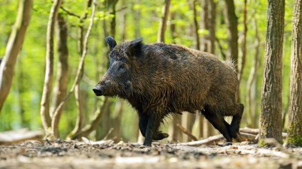Ni osos ni linces: esta es la nueva especie que los científicos españoles están empezando a seguir con collares GPS - Cómo estudiar los movimientos puede ayudar a idear estrategias de prevención 