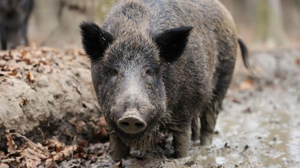 Ni osos ni linces: esta es la nueva especie que los científicos españoles están empezando a seguir con collares GPS - El avance urbano de los jabalíes ya preocupa por accidentes y riesgos sanitarios