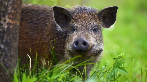 Ni osos ni linces: esta es la nueva especie que los científicos españoles están empezando a seguir con collares GPS - El motivo detrás de los collares GPS para entender el comportamiento de los jabalíes