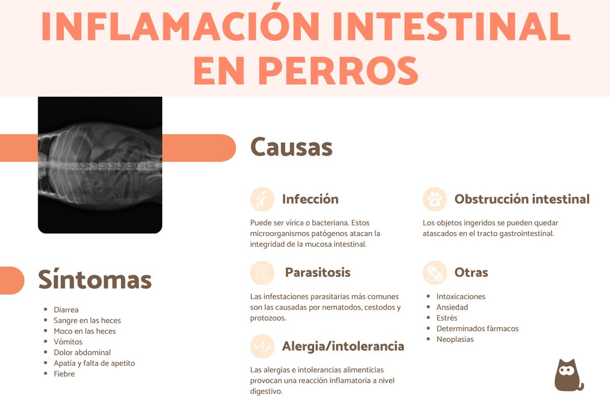 Inflamación intestinal en perros: síntomas, causas y tratamientos
