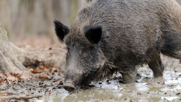 Ni osos ni linces: esta es la nueva especie que los científicos españoles están empezando a seguir con collares GPS - La tecnología se convierte en la gran aliada para controlar la expansión del jabalí