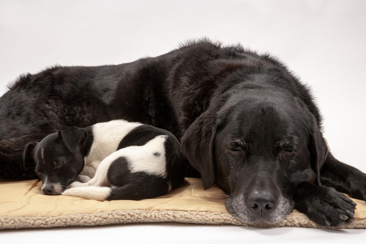 Menopausia en perras, ¿existe?