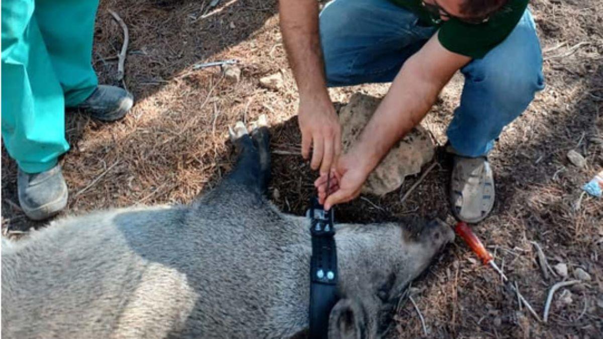 Ni osos ni linces: esta es la nueva especie que los científicos españoles están empezando a seguir con collares GPS