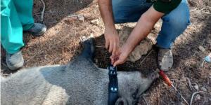 Ni osos ni linces: esta es la nueva especie que los científicos españoles están empezando a seguir con collares GPS