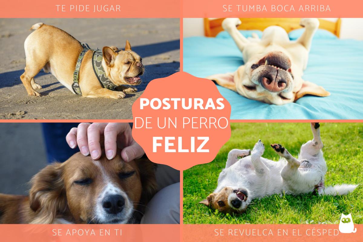 Posturas de un perro feliz