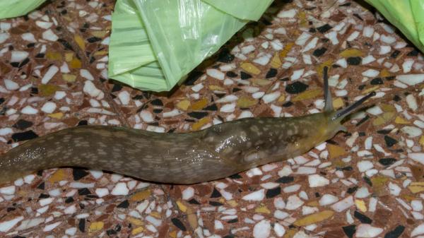 Si encuentras una babosa en tu casa o jardín, esto es lo que realmente significa y cómo debes actuar - Cuando las babosas están dentro de casa: esto es lo que está pasando realmente