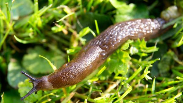 Si encuentras una babosa en tu casa o jardín, esto es lo que realmente significa y cómo debes actuar - La razón principal por la que las babosas llegan a tu jardín