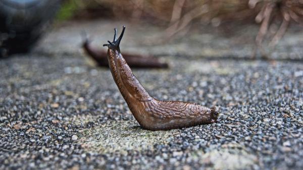 Si encuentras una babosa en tu casa o jardín, esto es lo que realmente significa y cómo debes actuar - ¿Las babosas son peligrosas para las personas o las mascotas?