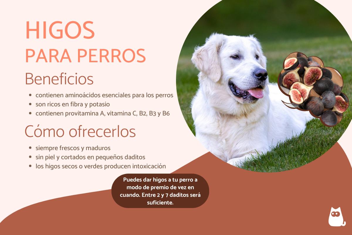 ¿Los perros pueden comer higos?