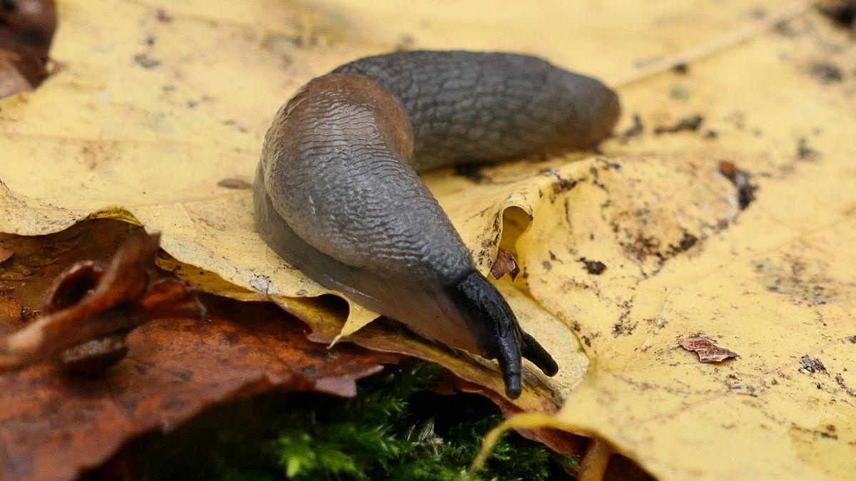 Si encuentras una babosa en tu casa o jardín, esto es lo que realmente significa y cómo debes actuar