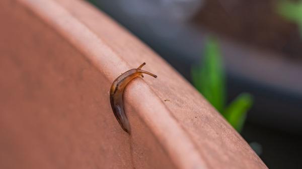 Si encuentras una babosa en tu casa o jardín, esto es lo que realmente significa y cómo debes actuar - Si tienes muchas babosas en el jardín o cerca de casa, esto es lo que recomiendan los expertos