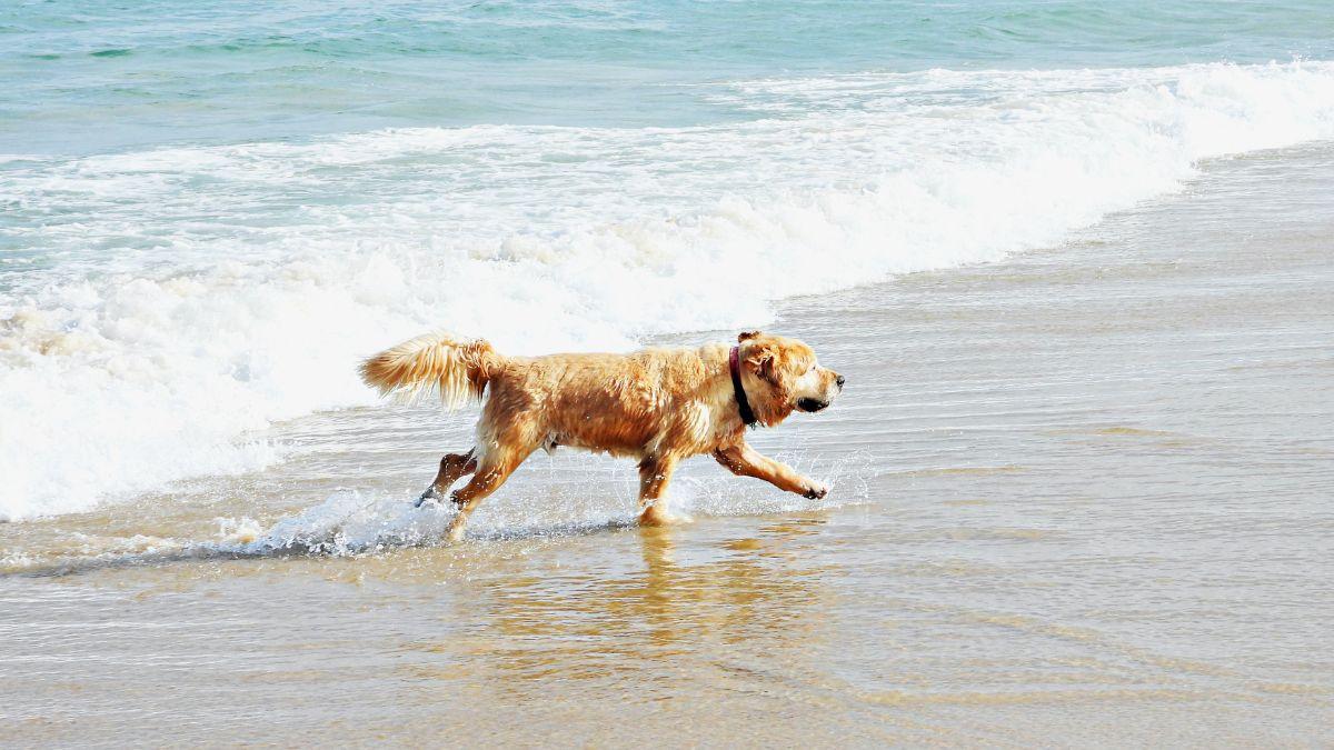 La playa escondida de Almería donde puedes bañarte con tu perro: un rincón pet-friendly en la costa española