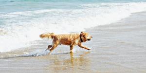La playa escondida de Almería donde puedes bañarte con tu perro: un rincón pet-friendly en la costa española