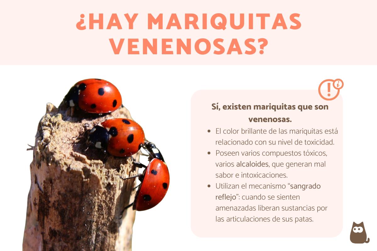 ¿Las mariquitas son venenosas?