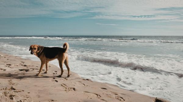 La playa escondida de Almería donde puedes bañarte con tu perro: un rincón pet-friendly en la costa española - No es una playa urbana: el encanto natural de la Playa de la Rana para ir con perro