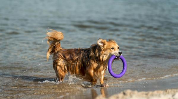 La playa escondida de Almería donde puedes bañarte con tu perro: un rincón pet-friendly en la costa española - Playa de la Rana: el tramo de 350 metros donde los perros pueden disfrutar del mar en Almería