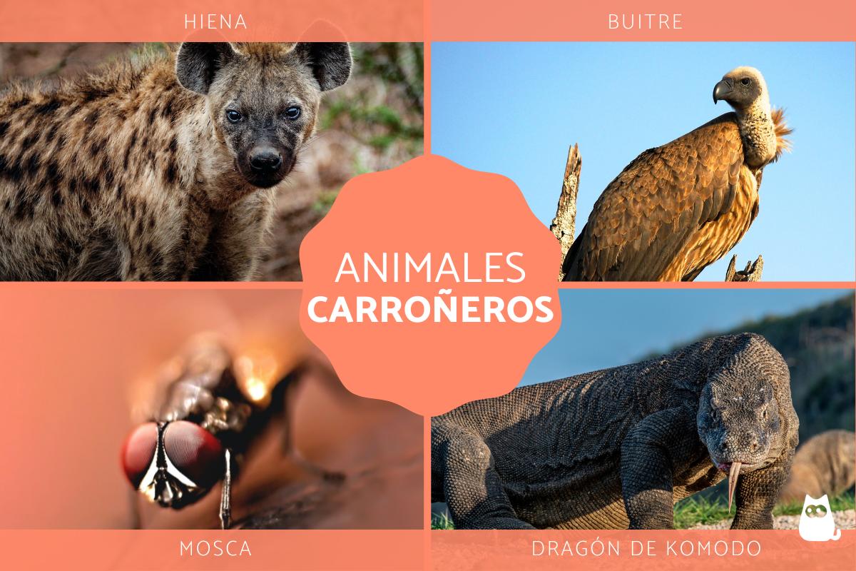 Animales carroñeros - Tipos y ejemplos