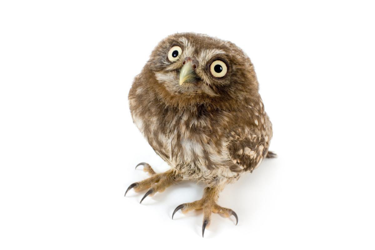 El búho como mascota