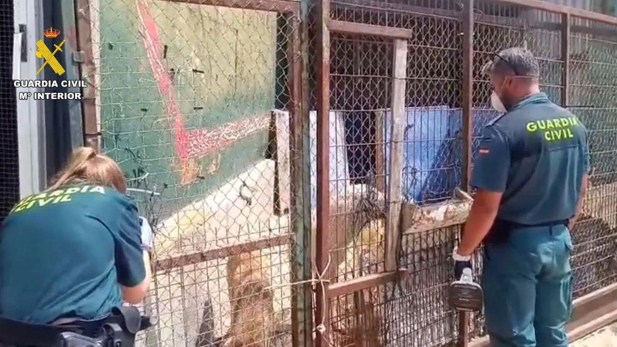 Investigan por maltrato animal al responsable de una protectora tras hallar seis perros muertos y varios en estado crítico