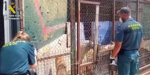 Investigan por maltrato animal al responsable de una protectora tras hallar seis perros muertos y varios en estado crítico