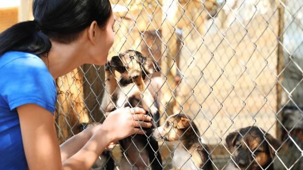 Investigan por maltrato animal al responsable de una protectora tras hallar seis perros muertos y varios en estado crítico - La llamada de un vecino destapó una situación dramática para muchos perros