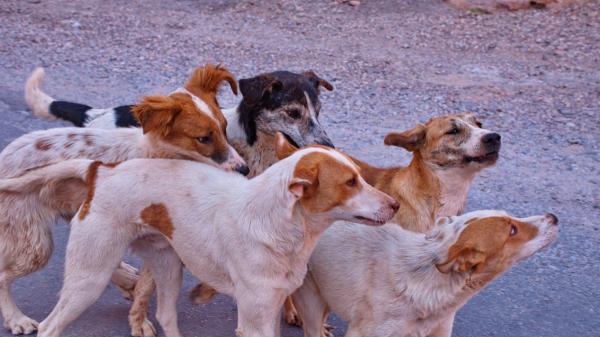 Investigan por maltrato animal al responsable de una protectora tras hallar seis perros muertos y varios en estado crítico - Los animales se encontraban en una situación de desamparo, sin agua ni comida
