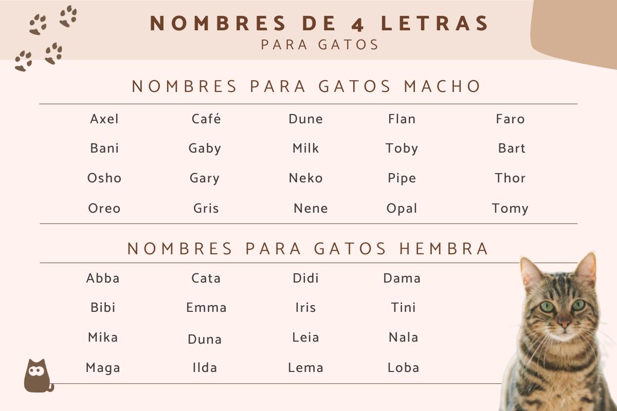 Nombres para gatos de 4 letras