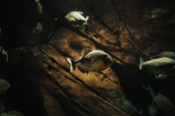 ¿Dónde viven las pirañas? - ¿Cómo es el hábitat de las pirañas?